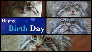 【番外編】（マヌル特派員作テンプレ動画）HＡＰＰＹ ＢＩＲＴＨＤＡＹ ５マヌル！　manul (Pallas cat)