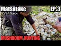 Matsutake (Pine) Mushrooms EP.3 (The Long Hike)