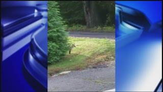 What to do if you see a fox