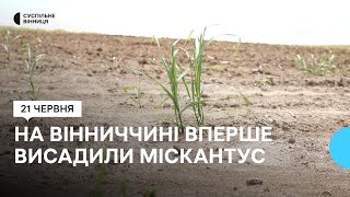 На Вінниччині вперше висадили міскантус, який в народі називають \