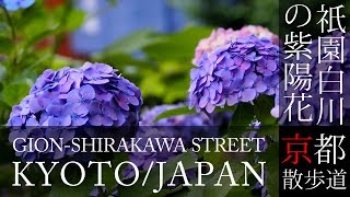 京都観光 祇園白川のあじさい(Hydrangea of Gion-shirakawa street in Kyoto,Japan) / 京都散歩道