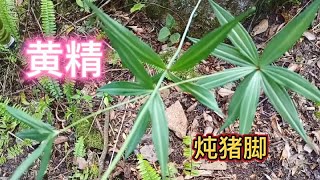 都知道黄精对身体好，但是要怎么吃才更有营养呢？看完又涨知识了