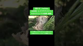 【ASMR】ヒメウラナミジャノメのオスとメスを撮影・観察。 #sdgs #クワガタ #虫の音 #asmrsounds #asmrtriggers #昆虫 #カブトムシ #ちょうちょう #ytshort