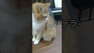 #cat #猫のいる暮らし #野良猫関連 #猫のいる生活 #猫好きさんと繋がりたい #野良猫ちゃん #保護猫 #ねこ