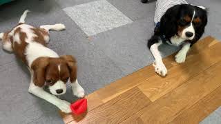 キャバリア　ハムちゃん３か月　ミルクママと　子犬　Cavalier King Charles Spaniel puppy    キャバリア　カル＆ミル