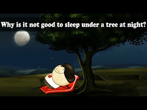 Which type of plant take up carbon dioxide at night?
