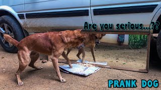 Funny Mirror Prank on Dog | Funny Reactions