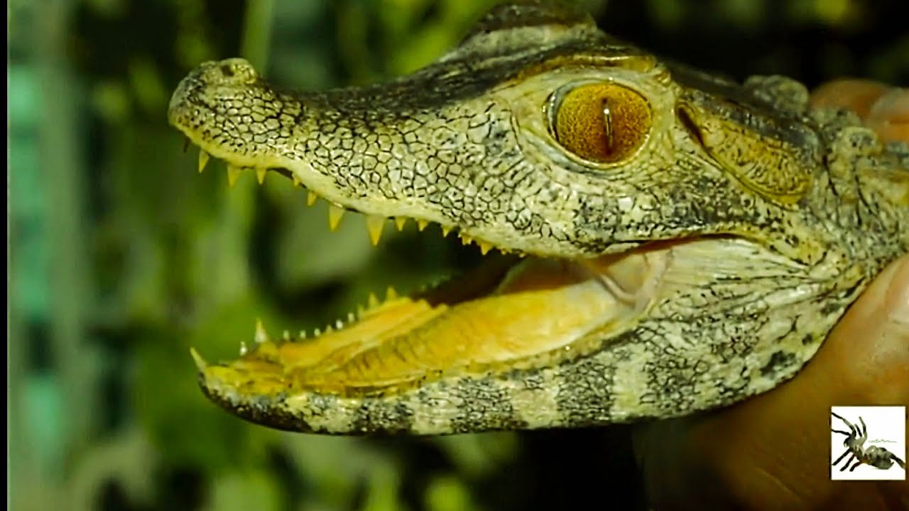 ¿Como Cuidar Un Caimán Enano? Cuidados Paleosuchus Palpebrosus, Caiman ...