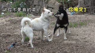 乡下四眼田园犬警惕怕生，见到美女小白心花怒发，开心得像个二哈