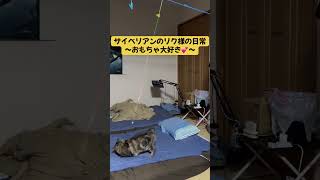 サイベリアンのリク様の日常～おもちゃ大好き～ #猫のいる暮らし #サイベリアン #cat