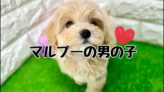 ミックス犬・マルプーの子犬　（和歌山）