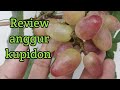 REVIEW ANGGUR KUPIDON