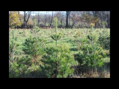 4 to 5 Ft Evergreens We Dig at Highland Hill Farm White Pines and Norway Spruces 4 to 5 Ft Evergreens We Dig at Highland Hill Farm White Pines and Norway Spruces