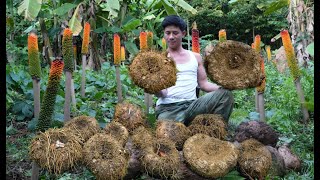Challenge to harvest strange tuber from the forest and cook them with surprising results!