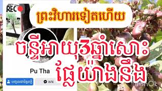 #របៀប#និងវិធីថែស្វាយចន្ទីអោយបានផ្លែច្រើន ដោយលោកអ៊ុំម្ចាស់ចំការនៅព្រះវិហារ☎️0967730795. EP.51