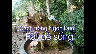 Cách trồng Ngọn Duối rất dễ sống (phần 67)