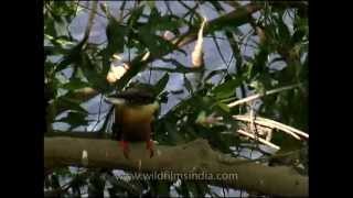 Stork-billed Kingfisher sitting on a tree with freshly caught fish