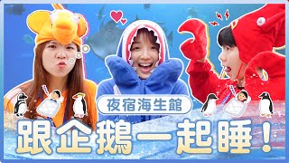 跟企鵝一起睡覺！？超狂夜宿海生館行程大公開！驚見生物被吃掉？｜麻瓜出遊