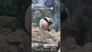 圓寶腿長又柔軟 腳腳抓耳朵抓好抓滿 #cute #animals #panda #yuanbao