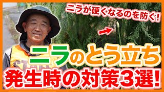 家庭菜園や農園のニラ栽培でトウ立ちが発生した時の対策！ニラが固くなる前にやるべきお世話を徹底解説！【農園ライフ】