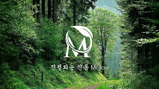 짙은 초록빛 숲속에서 🌲자연을 만끽하며 듣는 피아노 연주곡