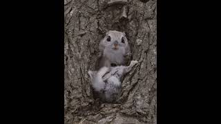 [4K] エゾモモンガ　siberianflyingsquirrel shorts