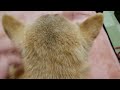 撫でられる準備をする柴犬の耳