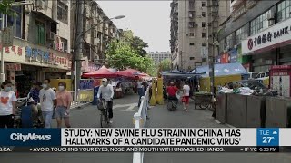 New swine flu strain has 'hallmarks of a candidate pandemic virus:' study