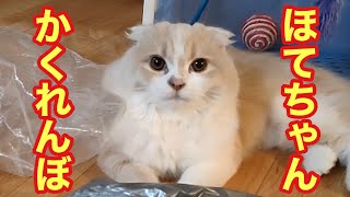 「ほてちゃん」子猫がビニールでかくれんぼ【スコティッシュフォールド】