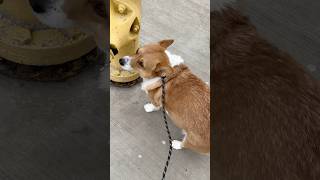 🦴🐶 Corgi and Fire Hydrant!!! 😆😌 #corgi #cutedog #dog #puppy #corgifun