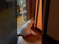 ねこ動画⁉️何が見えるの？🥶（対馬のにょすきち） shorts 島猫