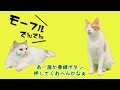 【悲報】お正月終了のお知らせ【猫アニメ】【コント】