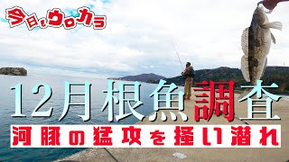 【ロックフィッシュ調査】#49 12月根魚調査　河豚の猛攻を掻い潜れ