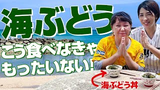 知らなかった！沖縄名物「海ぶどう」こうやってできているんです！PART2