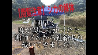 【閲覧注意】鹿の解体の映像です。刺激の強い箇所がありますので閲覧には注意してください。18歳未満の方は閲覧しないようお願いします。