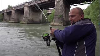 #bigcathfish  grosso siluro nel centro storico  #pesce  #tevere #spinning