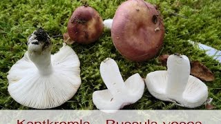 Kantkremla - เห็ดน้ำหมาก - Russula vesca