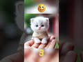 cute cat status 🤡 shorts cute paw cat meow viral 😱😻 ep _143