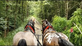 奥洛穆茨州薰衣草农场和马车之旅 Lavender farm and horse ride in Olomouc region (EN subs)