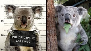 This is how Koalas mess with crimes scenes | Interesting facts about Koalas