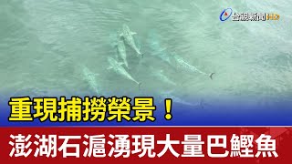 重現捕撈榮景！澎湖石滬湧現大量巴鰹魚