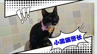 【小黑猫警长日记290】小黑黑真的很漂亮。