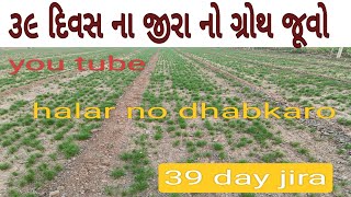 ૩૯    દિવસ ના જીરા નો ગ્રોથ જૂવો | જીરૂં ની khati     jira ni khati| jiru nu vaveter 2024-25