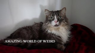 “Amazing World of Weird” | Paranormal Stories