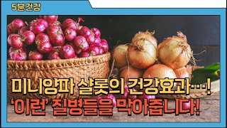 샬롯의 놀라운 효능과 주의점 (고르는법, 손질법, 보관법 포함)