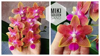 Phal. Miki Golden Sand '1363' | Домашнее цветение | Ароматный яркий азиатский фаленопсис бабочка