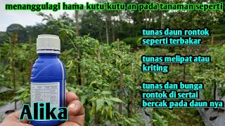 membasmi hama pada cabe terutama tunas daun dan bunga rontok atau terbakar karena hama kutu kutuan