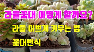 #라울 이쁘게 키우는 법#라울 꽃대 잘라?말아?#꽃대번식,succulentplant,多肉植物