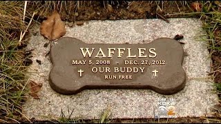 Many Funeral Homes Now Offering Services For Pet Owners