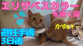 エリザベスカラーでストレスが溜まる猫【保護猫茶トラ】